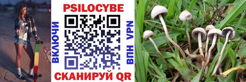 Псилоцибиновые грибы Psilocybine cubensis  Купить где  Ардон 